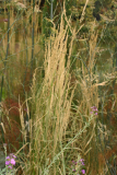 Calamagrostis x acutiflora 'Overdam' RCP08-06132.jpg